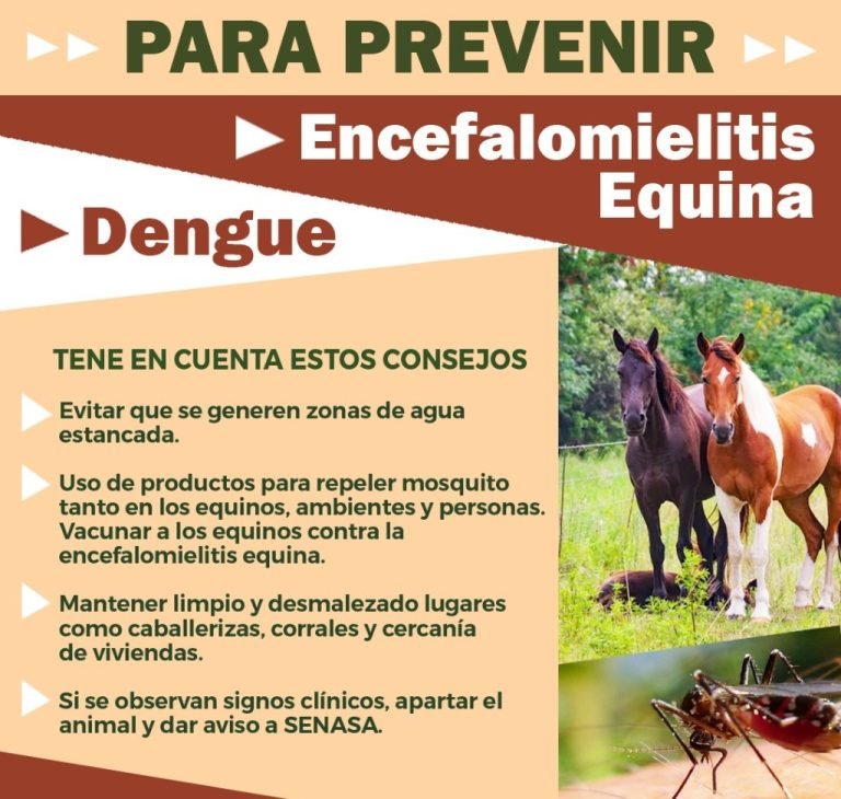 CONSEJOS PARA PREVENIR ENCEFALOMIELITIS EQUINA Y DENGUE