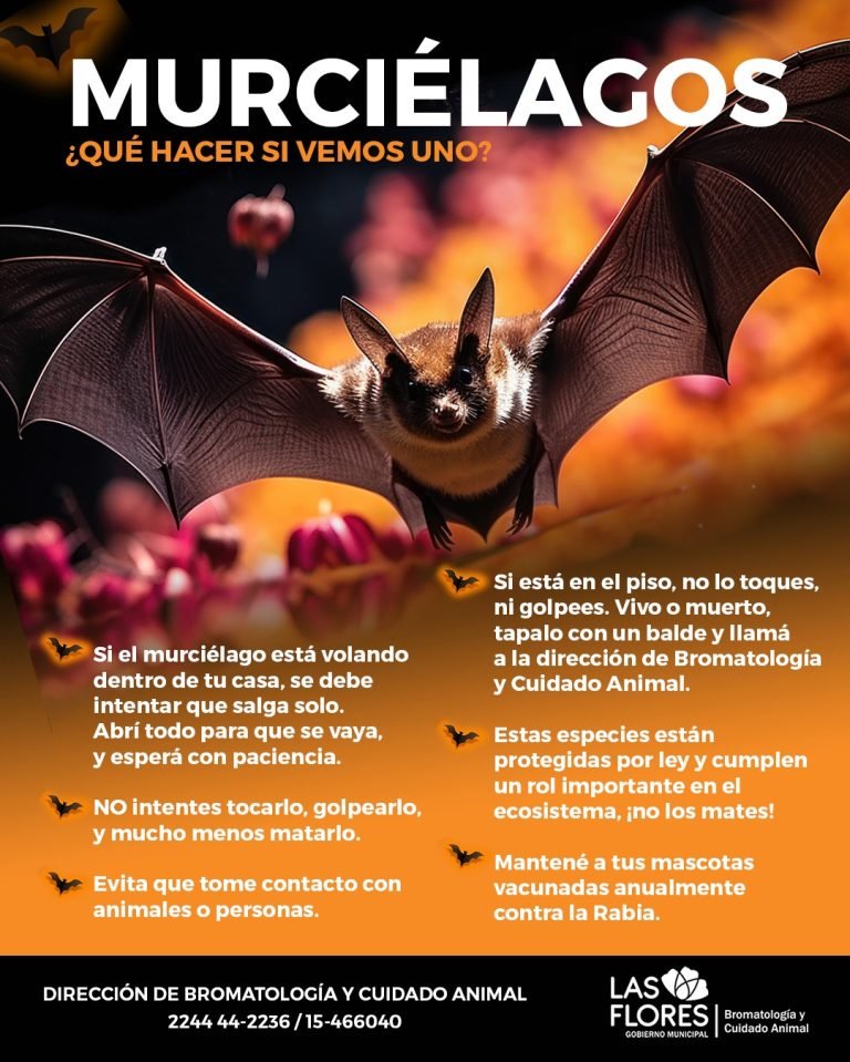 PREVENCIÓN Y CONTROL DE MURCIÉLAGOS: PROTOCOLOS DE EXCLUSIÓN RESPONSABLE