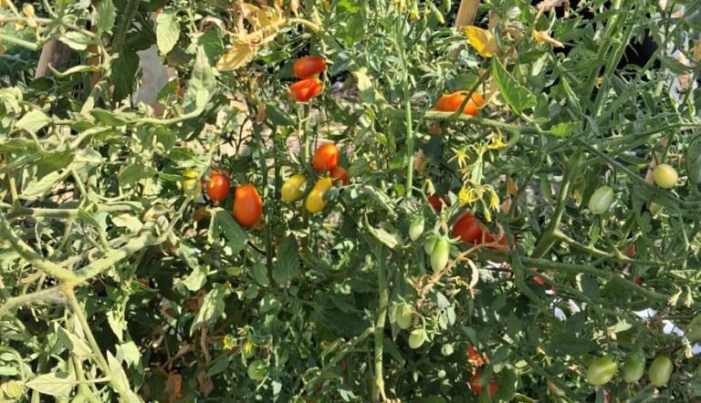 La Provincia realizará un Censo Hortiflorícola después de 20 años