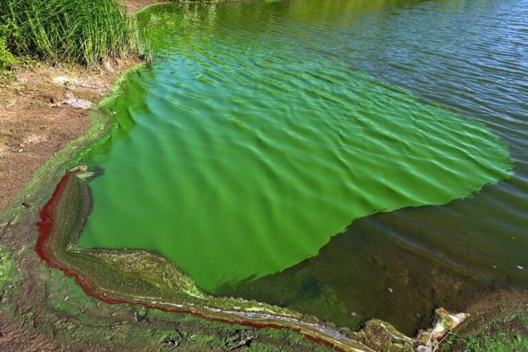 Riesgo en el agua: la Provincia alertó a 17 municipios bonaerenses por cianobacterias